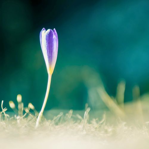Sprouting plant. Photo by Markus Bluthner on Unsplash