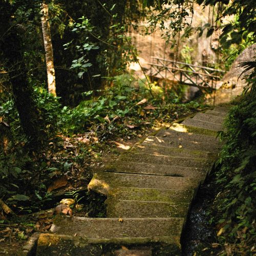 Garden stairs going downward. Photo by Alexey Demidov on Unsplash