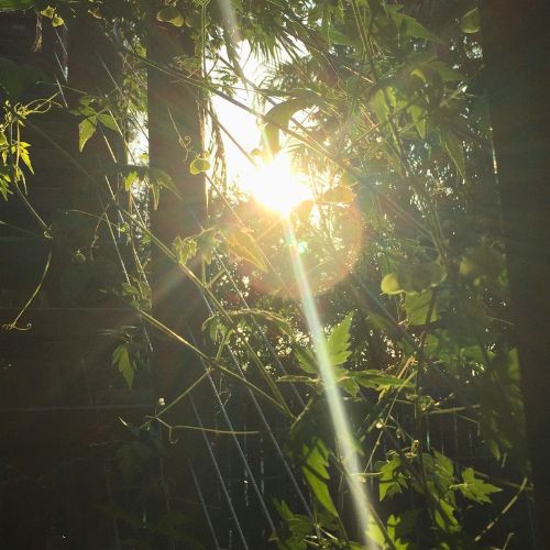 Sun shining through garden leaves. Photo by Yesboi on Unsplash.