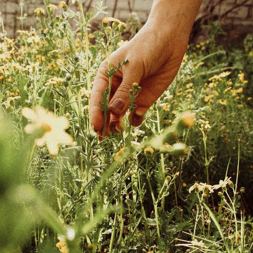 Hand pulling weeds. Photo by Sheydanajafi on Unsplash