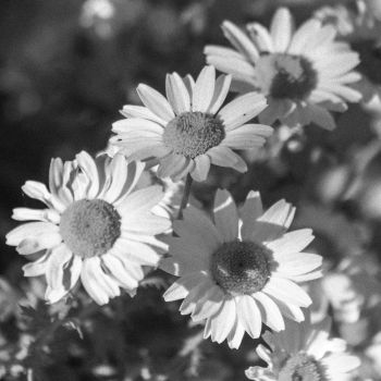 Black and white chamomile flowers
