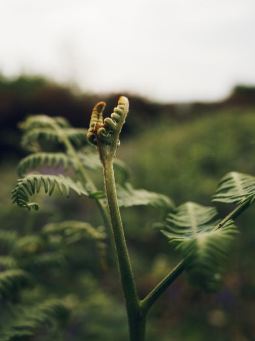 Fiddlehead fern sprouting