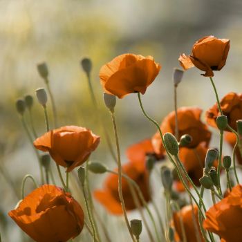 Poppy flowers