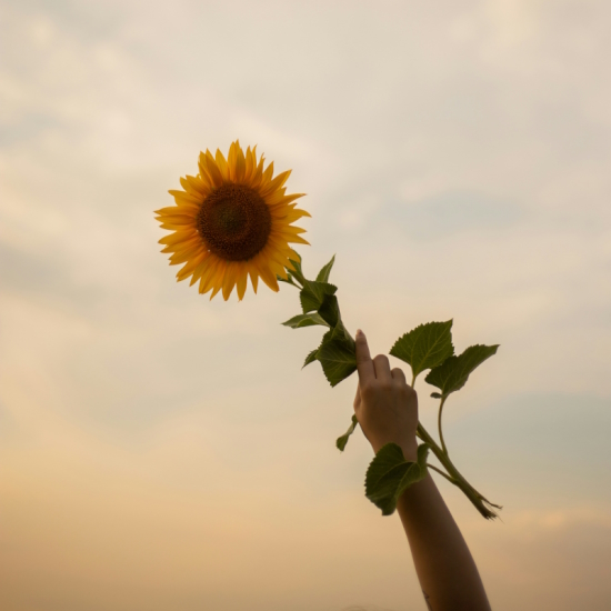 Sunflower lifted into the sky by an arm. Photo by Olly Hoodyakova on Unsplash