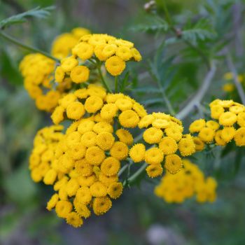 Tansy flower