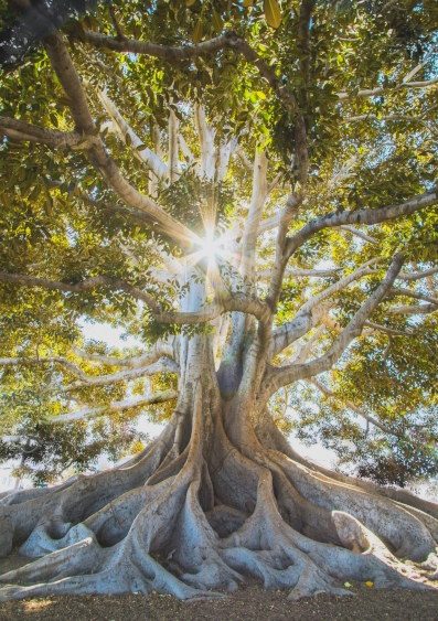 Sun shining through tree branches of tree with wide, visible roots. Photo by Jeremy Bishop on Unsplash.