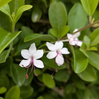 Wild jasmine flowers