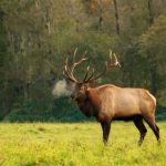 Elk breathing in meadow near the woods. Photo by Cora Leach on Unsplash