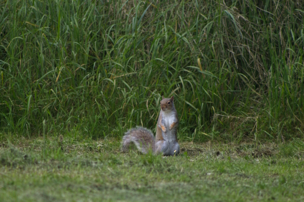 Squirrel alert on its hind legs. Photo by Ferdinando on Unsplash