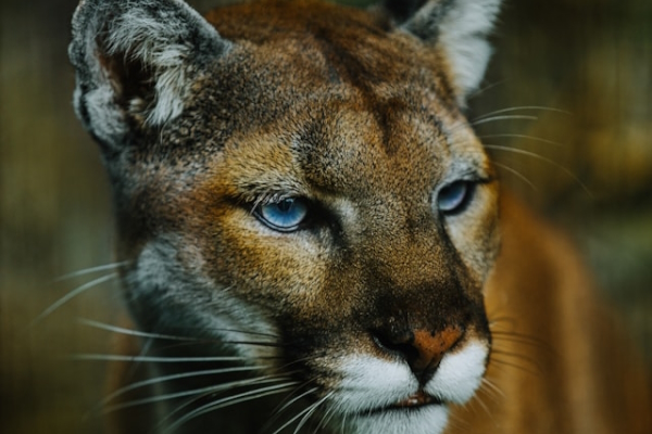 Cougar close up. Photo by Wilson Chen on Unsplash