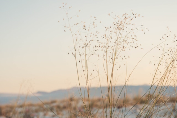 Grasses in hillside. Photo by Ben Curry on Unsplash