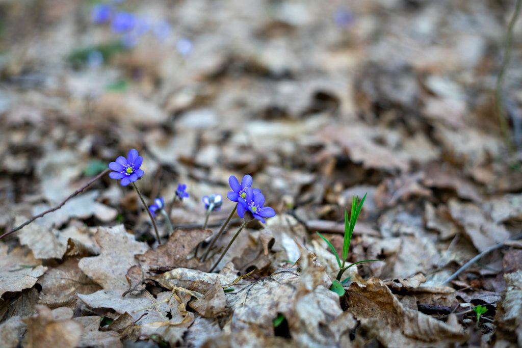 Flowers popping through old fallen leaves on the ground. Photo by Rasa Kasparaviciene on Unsplash