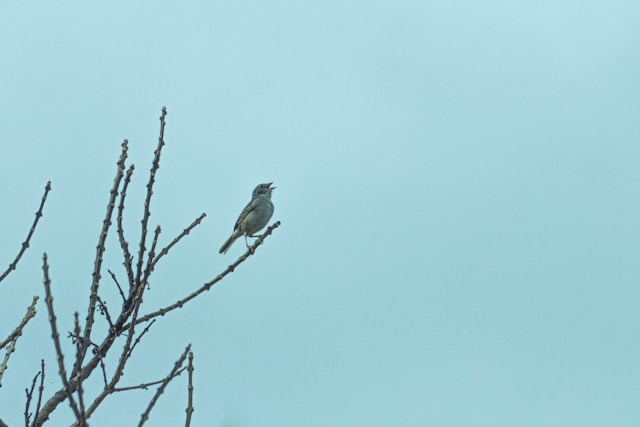 Bird signing on a branch. Photo by Ronaldo de Oliveira on Unsplash