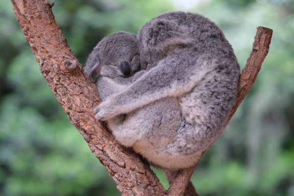 Two koalas snuggled into a heart shape. Photo by Simone Dinoia on Unsplash