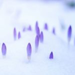 Flowers breaking through snow. Photo by Johannes Plenio on Unsplash.