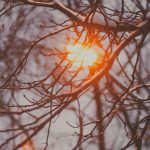 Streetlight through snowy branches. Photo by Anna Zakharova on Unsplash.