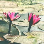 Lotus flowers rising through the water. Photo by Shakib Uzzaman on Unsplash