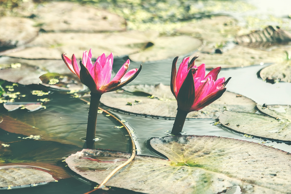 Meditation 08: Compassion