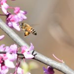 Bumblebee approaching a pink flower in spring. Photo by Lesli Whitecotton on Unsplash