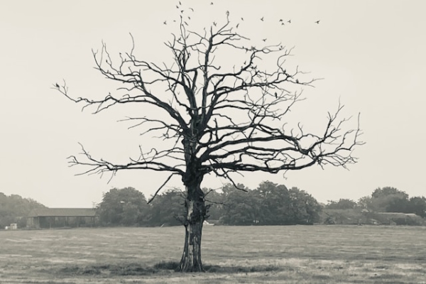 Dead tree in black and white in field. Photo by Ron Szalata on Unsplash