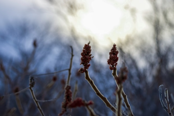 Wild sumac on a cold winter's day. Photo by Brian Yurasits on Unsplash