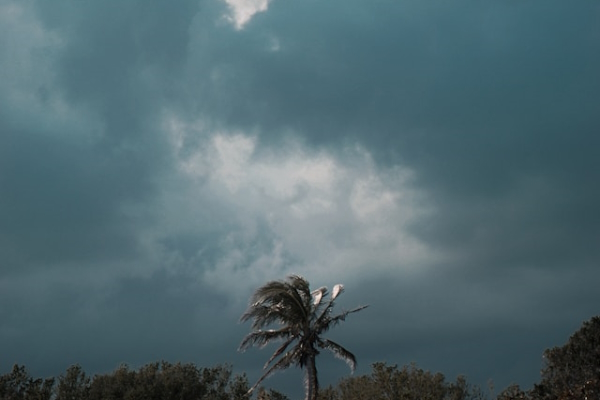 Palm tree and dark sky in storm. Photo by Marcos Rivas on Unsplash