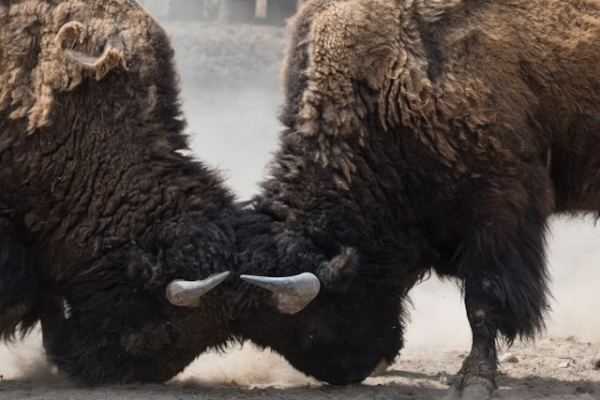 Bison ramming heads together. Photo by Uriel Soberanes on Unsplash