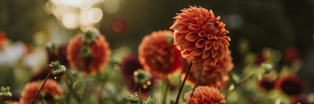 Dahlia flowers in autumn. Photo by Anita Austvika on Unsplash