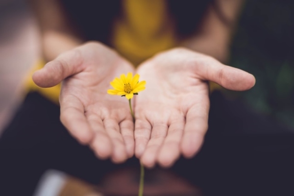 Hands opened with yellow flower between. Photo by Lina Trochez on Unsplash