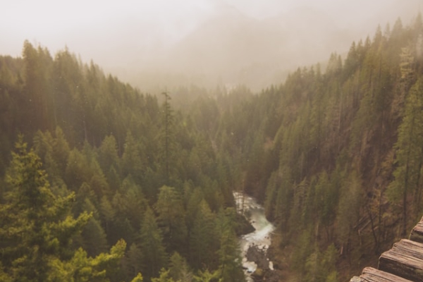 Lush Olympic Peninsula forest. Photo by Josiah Zacharias