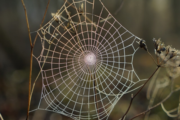 Spider web with dew. Photo by Robert Anasch on Unsplash.