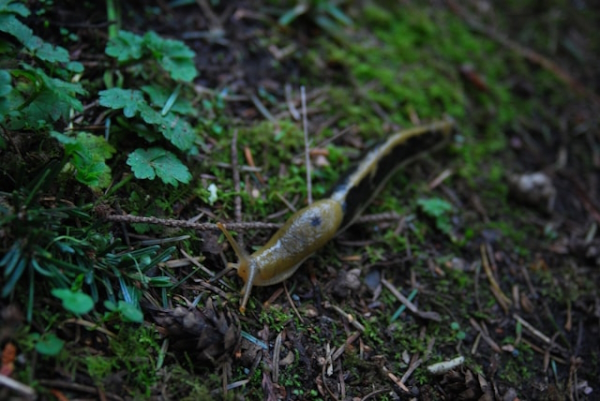 Slug passing mossy ground. Photo by Patrick Fobian on Unsplash